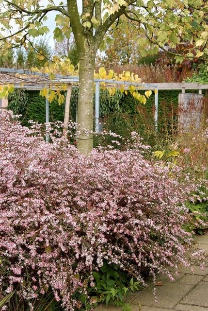 Aster lateriflorus 'Horizontalis' - Aster - PlantBezorgd