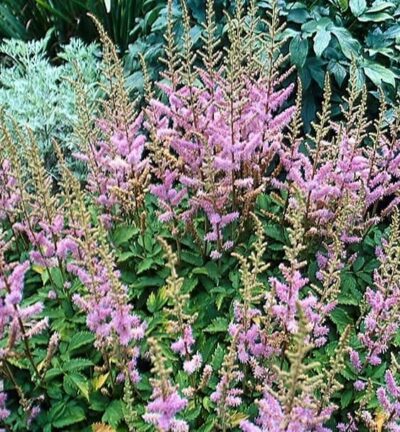 Astilbe chinensis 'Pumila' - Chinese Pluimspirea