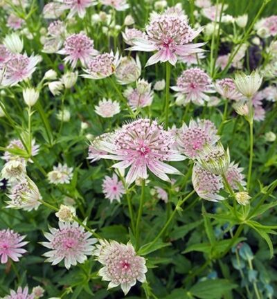 Astrantia major - Zeeuws Knoopje