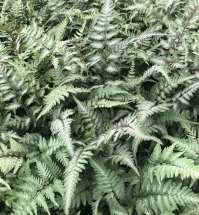 Athyrium niponicum 'Pictum' - Japanischer Regenbogenfarn