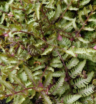 Athyrium niponicum 'Silberfall' - Japanischer Regenbogenfarn