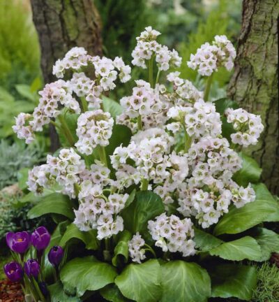 Bergenia cordifolia 'Bressingham White' - Schoenlappersplant