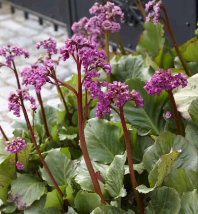 Bergenia cordifolia - Schoenlappersplant