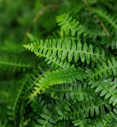 Blechnum 'Penna Marina' - Dubbelloofvaren