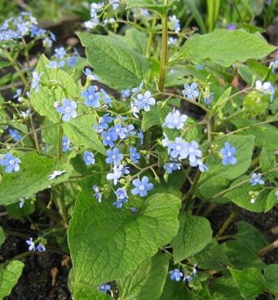 Brunnera macrophylla - Kaukasisch Vergeet-me-nietje