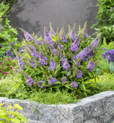 Buddleja davidii butterfly Candy ´Little Lila´ - Dwergvlinderstruik
