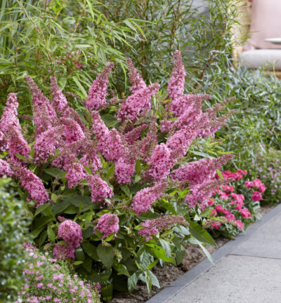 Buddleja davidii butterfly Candy ´Little Pink´ - Dwergvlinderstruik