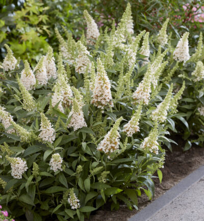 Buddleja davidii butterfly Candy ´Little White´ - Dwergvlinderstruik