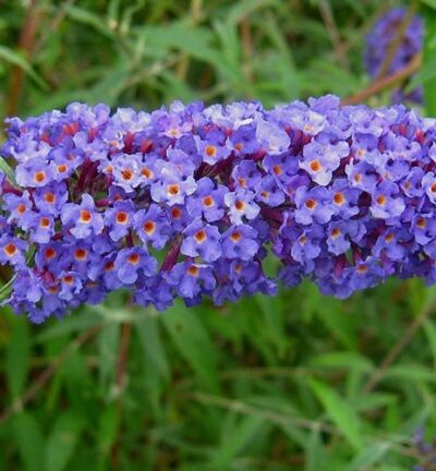 Buddleja davidii 'Nanho Blue' - Vlinderstruik