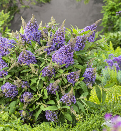 Buddleja davidii butterfly Candy ´Lila Sweetheart´ - Dwergvlinderstruik