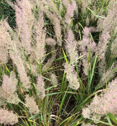 Calamagrostis brachytricha - Diamantgras
