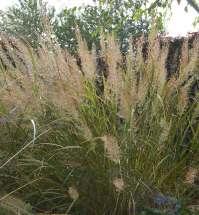 Calamagrostis brachytricha - Diamantgras