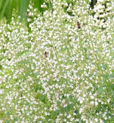 Calamintha 'Nepeta subsp. nepeta' - Bergsteentijm