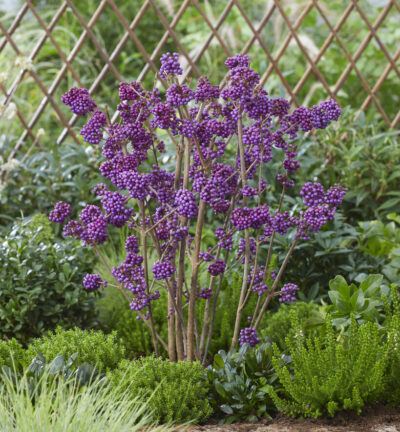 Callicarpa bodinieri 'Profusion' - Schoonvrucht