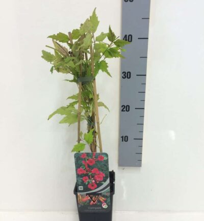 Campsis Radicans 'Flamenco'  - Trompetklimmer