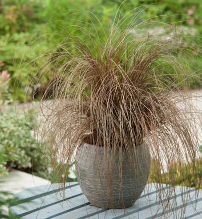 Carex comans 'Bronze Form' - Segge