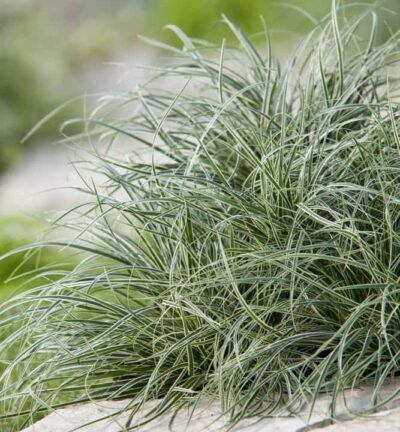 Carex conica 'Snowline' - Tausendblatt