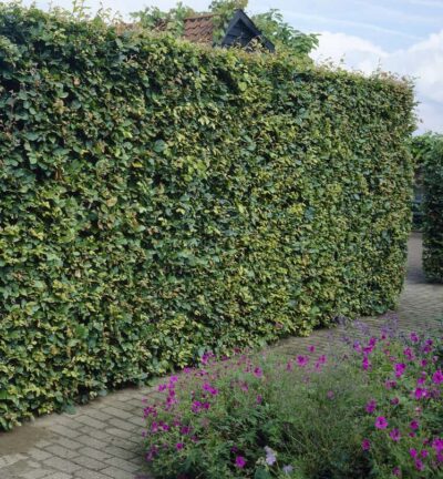 Carpinus betulus - Haagbeuk