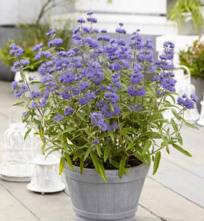Caryopteris clandonensis 'Blue Empire' - Blauwe Spiraea