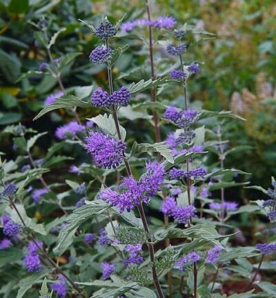 Caryopteris clandonensis 'Heavenly Blue' -  Blauwe Spiraea