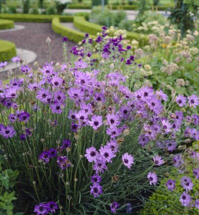 Catananche 'caerulea' - Blauwe Strobloem