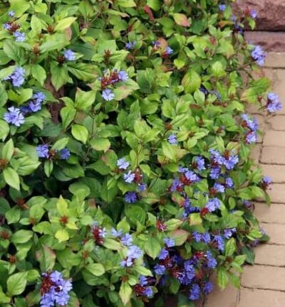 Ceratostigma Plumbaginoides - Loodkruid