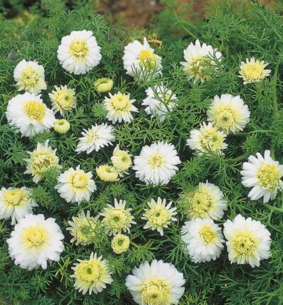 Chamaemelum nobile 'Ligulosum' - Roomse kamille