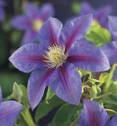 Clematis 'Barbara Jackman' - Bosrank