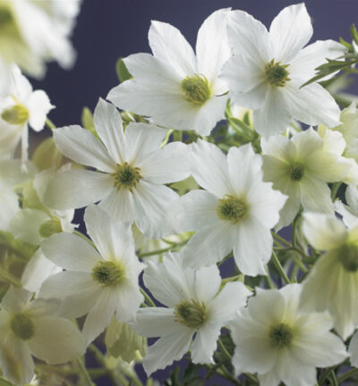 Clematis 'Early Sensation' -  Bosrank, Groenblijvend