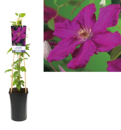 Clematis 'Ernest Markham' - Bosrank
