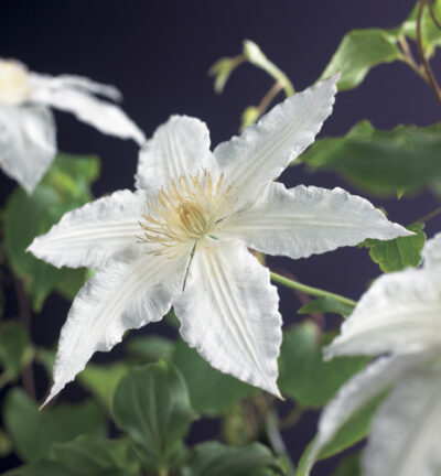Clematis 'Gladys Picard' - Bosrank