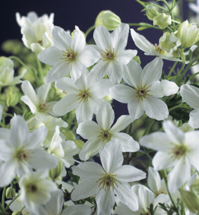 Clematis 'Joe' -  Bosrank, Groenblijvend
