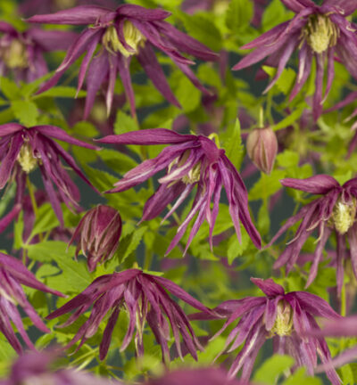 Clematis 'Octopus' - Bosrank