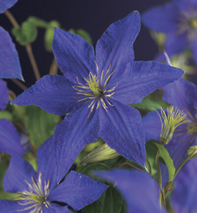 Clematis 'Rhapsody´ - Bosrank