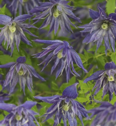Clematis 'Spiky' - Bosrank