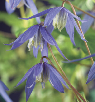 Clematis alpina - Alpenbosrank
