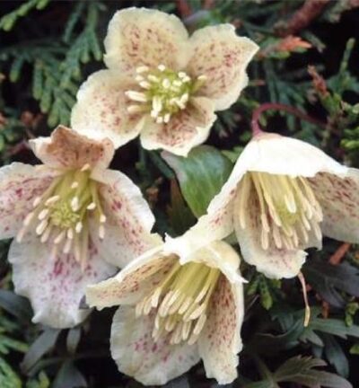 Clematis cirrhosa 'Balearica' - Bosrank