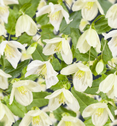 Clematis cirrhosa 'Jingle Bells' - Bosrank