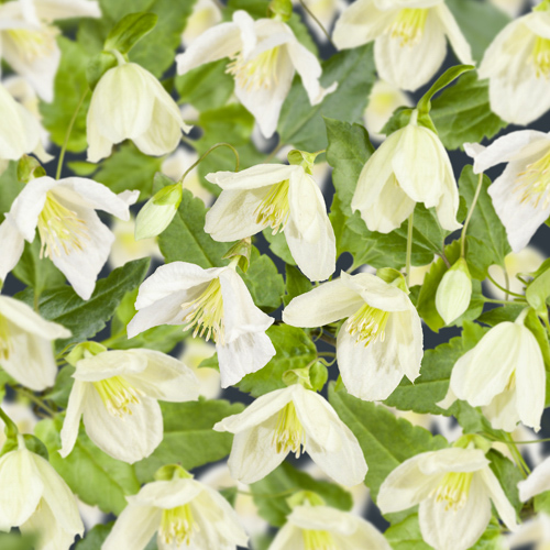 Clematis Cirrhosa 'Jingle Bells' - Bosrank - PlantBezorgd