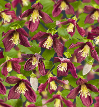 Clematis cirrhosa 'Landsdowne Gem' - Bosrank