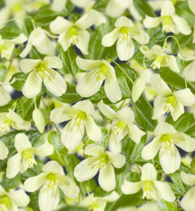 Clematis cirrhosa 'Wisley Cream' - Bosrank
