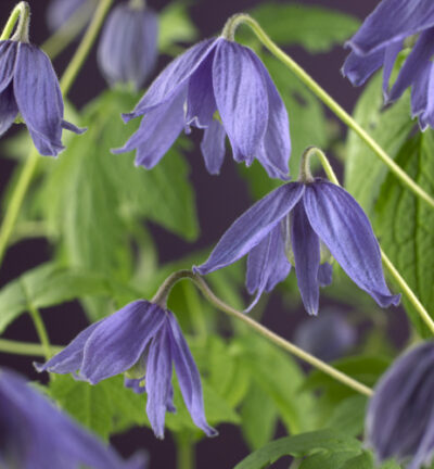 Clematis macropetala - Bosrank
