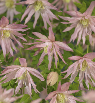 Clematis macropetala 'Country Rose' - Bosrank