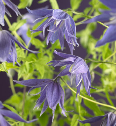 Clematis macropetala 'Maidwell Hall' - Bosrank