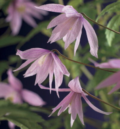 Clematis macropetala 'Markham's Pink' - Bosrank