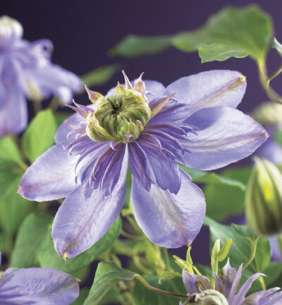 Clematis patens 'Blue Light´ - Bosrank