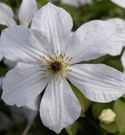 Clematis patens 'Forever Friends´ - Bosrank