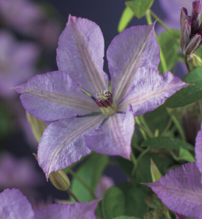Clematis patens 'Margaret Hunt' - Bosrank