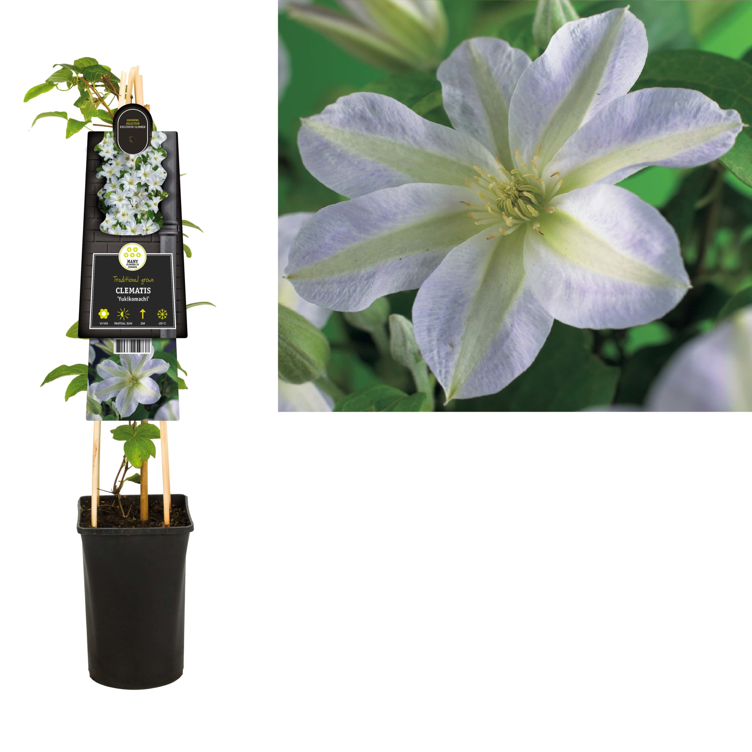 Clematis patens 'Yukikomachi' - Bosrank - PlantBezorgd