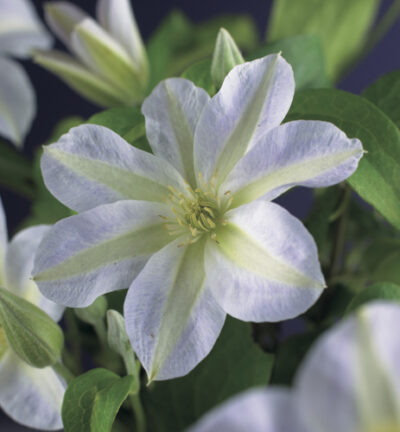 Clematis patens 'Yukikomachi' - Bosrank